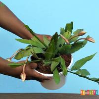 Gambar TM" TANAMAN WIJAYA KUSUMA BANGKOK BUNGA PUTIH - EPIPHYLLUM OXYPETALUM dari ANDRISA VA undefined 4 Tokopedia