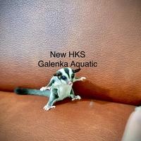Gambar Randy Petshop - Sugar Glider Sg Hewan Saku Mirip Tupai Loncat Jinak Hasil Ternak Breed - Remaja dari Randy PetShop undefined 4 Tokopedia