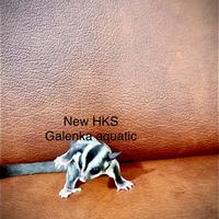 Gambar Randy Petshop - Sugar Glider Sg Hewan Saku Mirip Tupai Loncat Jinak Hasil Ternak Breed - Remaja dari Randy PetShop undefined 5 Tokopedia