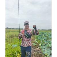 Gambar Boom / Pancingan Minyak pengumpul Ikan Sepat Siam Cap 2 Itik Amuntai Isi 250 ml dari Rizky yan undefined 1 Tokopedia