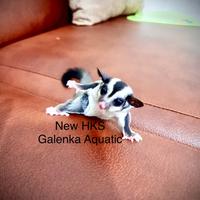 Gambar Randy Petshop - Sugar Glider Sg Hewan Saku Mirip Tupai Loncat Jinak Hasil Ternak Breed - Remaja dari Randy PetShop undefined 1 Tokopedia