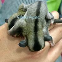 Gambar Randy Petshop - Sugar Glider Sg Hewan Saku Mirip Tupai Loncat Jinak Hasil Ternak Breed - Remaja dari Randy PetShop undefined 2 Tokopedia