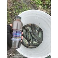 Gambar Boom / Pancingan Minyak pengumpul Ikan Sepat Siam Cap 2 Itik Amuntai Isi 250 ml dari Rizky yan undefined 3 Tokopedia