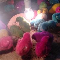 Gambar KEM4RI. Anak Ayam Warna warni | anak ya hidup | DOC dari AKUMIJAKIL AMINAJUOP819 undefined 2 Tokopedia