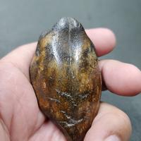 Gambar SUPER RARE | Half-Polished Javan Megalodon Tooth Fossil Fragment Natural Fosil Gigi Hiu Purba Megalodon Fossil Specimen #FOBOTTIM08 dari NeptuniumCrystals undefined 5 Tokopedia