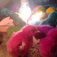 Gambar KEM4RI. Anak Ayam Warna warni | anak ya hidup | DOC dari AKUMIJAKIL AMINAJUOP819 undefined 4 Tokopedia