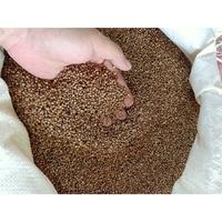 Gambar Ketumbar Hitam ASLI!!! Murni Premium 1KG Kilo Untuk Teh Kesehatan Masak Dll dari 8latters undefined 2 Tokopedia