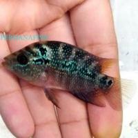 Gambar KEM4RI. Ikan hias louhan cencu baby 4-7cm berkualitas premium mkpartfish dari AKUMIJAKIL AMINAJUOP819 undefined 2 Tokopedia