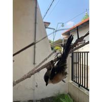 Gambar Pulut burung getah karet asli getah bendo siap pakai lem pikat super lengket dari sembako goreng undefined 3 Tokopedia