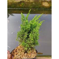 Gambar Bonsai Cemara Sargentii Itoigawa - Sargenti Jarum - Bahan berkarakter Unggulan - Tinggi 30cm-+ dari YuKebun undefined 5 Tokopedia