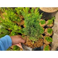 Gambar Bonsai Cemara Sargentii Itoigawa - Sargenti Jarum - Bahan berkarakter Unggulan - Tinggi 30cm-+ dari YuKebun undefined 3 Tokopedia