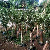 Gambar bonsai melati Jasmin/melati Yasmin dari Green 2 store. undefined 3 Tokopedia