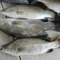 Gambar Best Seller! Ikan Kakap Putih Baramudi Segar 1Kg Grabexpress - Ukuran, 800gr dari NibbleNest undefined 1 Tokopedia