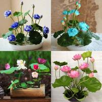 Gambar Bibit Biji Teratai Lotus Pink Mini F1 Import / Bunga Teratai Mini Unik - MINI YELLOW, ISI 5 BUTIR - MINI ICE BLUE, ISI 5 BUTIR dari Saung Barokah undefined 1 Tokopedia