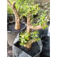 Gambar Bonsai Anting putri mikro dari wildan ninggrim99 undefined 4 Tokopedia