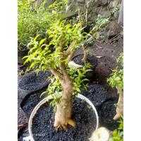 Gambar Bonsai Anting putri mikro dari wildan ninggrim99 undefined 2 Tokopedia