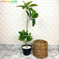 Gambar Pohon Magnolia X2 Semi Latex Artificial Cover Pot Eceng Gondok Medium dari Chocopedia.. undefined 2 Tokopedia
