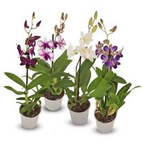 Gambar PROMO Anggrek Dendrobium / Tanaman hidup Anggrek dendrobium Bunga Hidup Anggrek dendrobium / Anggrek asli Dendrobium - A1 dari Bunga hias taman undefined 1 Tokopedia