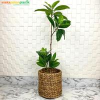 Gambar Pohon Magnolia X2 Semi Latex Artificial Cover Pot Eceng Gondok Medium dari Chocopedia.. undefined 1 Tokopedia