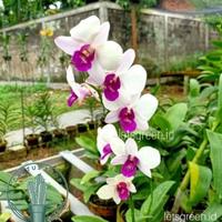 Gambar PROMO Anggrek Dendrobium / Tanaman hidup Anggrek dendrobium Bunga Hidup Anggrek dendrobium / Anggrek asli Dendrobium - A1 dari Bunga hias taman undefined 5 Tokopedia