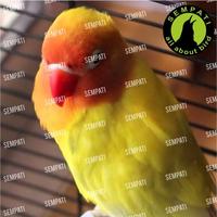 Gambar OBAT TETES ALAMI BIRD CARE OBAT BURUNG SAKIT SERAK BATUK PILEK MENCRET dari CV RASINEM SENTOSAAAAA undefined 4 Tokopedia