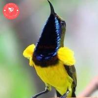 Gambar Pluto - Burung Sogon /Sogok Ontong Jantan Pilihan #Gratisongkir dari Pluto Satwa undefined 1 Tokopedia