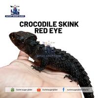 Gambar Pluto - Crocodile Skink Red Eye / Kadal Duri Mata Merah #Gratisongkir dari Pluto Satwa undefined 3 Tokopedia