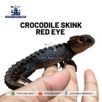 Gambar Pluto - Crocodile Skink Red Eye / Kadal Duri Mata Merah #Gratisongkir dari Pluto Satwa undefined 4 Tokopedia