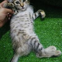 Gambar Pluto - Kucing Persia Mixdome. Bulu Kapas #Gratisongkir dari Pluto Satwa undefined 2 Tokopedia
