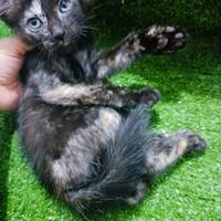 Gambar Pluto - Kucing Persia Mixdome. Bulu Kapas #Gratisongkir dari Pluto Satwa undefined 3 Tokopedia