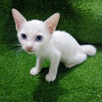 Gambar Pluto - Kucing Persia Mixdome. Bulu Kapas #Gratisongkir dari Pluto Satwa undefined 1 Tokopedia