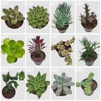 Gambar SUBUR" KAKTUS SUKULEN SEKULEN MINI PILIH JENIS + POT TANAMAN HIAS SUCCULENT dari tirtabutik undefined 5 Tokopedia