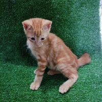 Gambar Pluto - Kucing Persia Mixdome. Bulu Kapas #Gratisongkir dari Pluto Satwa undefined 5 Tokopedia