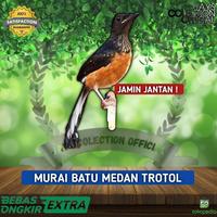 Gambar Pluto - Murai Trotol Jantan Burung Murai Batu Medan Trotolan Jantan #Gratisongkir dari Pluto Satwa undefined 1 Tokopedia