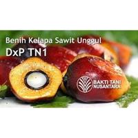 Gambar Bibit Kelapa Sawit Tn1 Bibit Sawit Tani Nusa Bersertifikat dari AsdafiZone undefined 3 Tokopedia