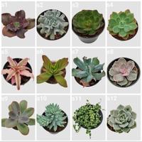Gambar SUBUR" KAKTUS SUKULEN SEKULEN MINI PILIH JENIS + POT TANAMAN HIAS SUCCULENT dari tirtabutik undefined 3 Tokopedia