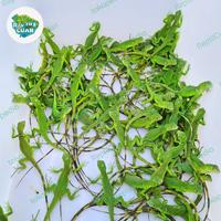Gambar Pluto - Iguana Green Baby Murah #Gratisongkir dari Pluto Satwa undefined 3 Tokopedia