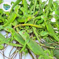 Gambar Pluto - Iguana Green Baby Murah #Gratisongkir dari Pluto Satwa undefined 5 Tokopedia