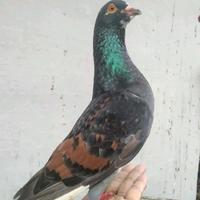 Gambar Pluto - Burung Merpati Kolong Sepasang Harga Super Murah Setokopedia #Gratisongkir dari Pluto Satwa undefined 1 Tokopedia