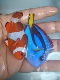 Gambar NEW Paket 1 DORY 5 NEMO - Ikan Hias Air Laut dari ExelShop 3730 undefined 1 Tokopedia