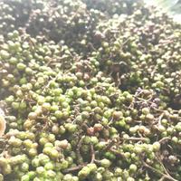 Gambar andaliman andaliman segar 50gram dari Mamanya Sambal undefined 1 Tokopedia