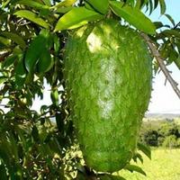 Gambar BIBIT BUAH SIRSAK MADU OKULASI GENJAH dari Sedulur Bibit undefined 1 Tokopedia