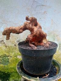 Gambar bahan dongkelan bonsai serut dari Cikadu store 11 undefined 3 Tokopedia