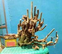 Gambar bahan dongkelan bonsai serut dari Cikadu store 11 undefined 1 Tokopedia