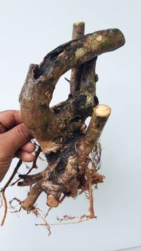 Gambar BAHAN BONSAI WAHONG GUNUNG dari Cikadu store 11 undefined 5 Tokopedia