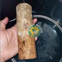 Gambar Tanaman hijau dekstop dalam ruangan pot kayu brasil,tanaman pot kecil brazill wood dari Cikadu store 11 undefined 3 Tokopedia