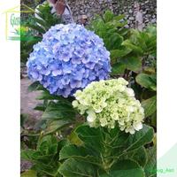 Gambar Bibit Benih Biji Bunga Hydrangea Blue - Benih Pohon Bunga Hydrangea dari Gubug-Asri undefined 3 Tokopedia