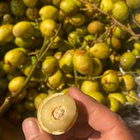 Gambar LarisManiss- buah matoa 500gram|buah papua|nuri fruits|buah segar bandung|buah band dari jokogift undefined 4 Tokopedia