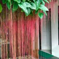 Gambar Tanaman hias CURTAIN IVY, AKAR GANTUNG dari Maya_Jaya undefined 1 Tokopedia