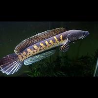 Gambar NEW PROMO IKAN CHANNA AURANTI MARCULATA 6-8 cm calon gondrong dari GURAYUT undefined 3 Tokopedia